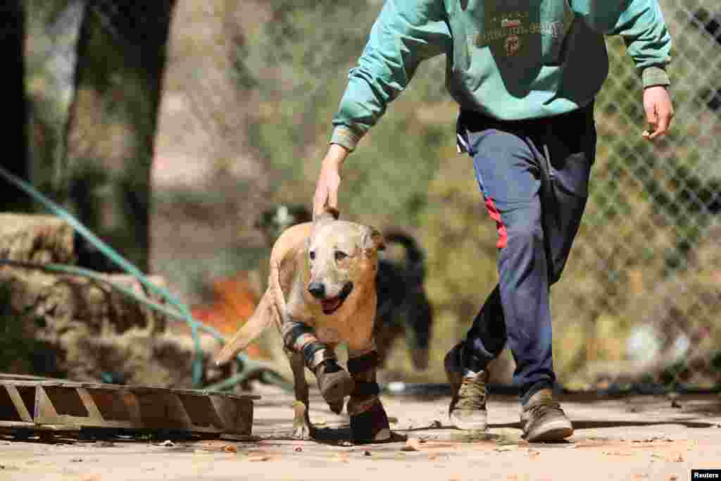 A rescued dog named Pay de Limon (Lemon Pie) wearing his two front prosthetic legs, runs at Milagros Caninos, in Xochimilco, Mexico, Feb. 21, 2023. According to media reports, the dog&#39;s front paws were cut off by gang members. He is running for the America&#39;s Favorite Pet title.