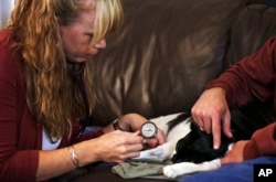 FILE - Mike Kelley (kanan) membelai kucingnya, Andy, saat dokter hewan Dr. Mary Gardner menggunakan stetoskop untuk memeriksa detak jantung hewan tersebut setelah 'menidurkan'-nya di rumah Kelley di Pantai Newport, California (AP/Reed Saxon)