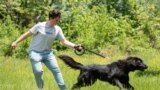 Exhibition of Macedonian shepherds dog Karaman (Изложба на македонско автохтоно овчарско куче караман)