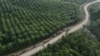 Truk-truk terlihat di dekat perkebunan kelapa sawit di Sepaku, Kalimantan Timur, 8 Maret 2023. (Foto: Willy Kurniawan/Reuters)