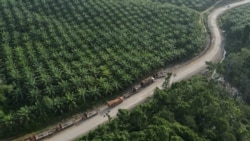 Truk-truk terlihat di dekat perkebunan kelapa sawit di Sepaku, provinsi Kalimantan Timur, 8 Maret 2023. (Foto: Willy Kurniawan/Reuters)