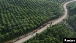 Truk-truk terlihat di dekat perkebunan kelapa sawit di Sepaku, Kalimantan Timur, 8 Maret 2023. (Foto: Willy Kurniawan/Reuters)