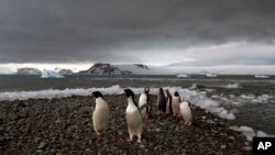 FILE - Penguins walk on the shore of Bahia Almirantazgo in Antarctica on Jan. 27, 2015.