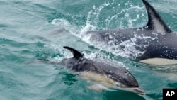 FILE - A dolphin calf swims near a boat at the mouth of the Tagus River in Lisbon, Friday, June 24, 2022. The 193 U.N. member nations have adopted the first-ever treaty to protect marine life in the high seas.