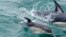FILE - A dolphin calf swims near a boat at the mouth of the Tagus River in Lisbon, Friday, June 24, 2022. The 193 U.N. member nations have adopted the first-ever treaty to protect marine life in the high seas.
