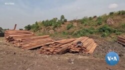 DRC's conflict fuels 'unprecedented' forest loss