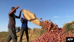 FILE: Sudanese men harvest onions in the region of Jazira, south of Khartoum, on May 11, 2023. As fighting in Khartoum shows no signs of abating, and the routes to ports risky, exporters have been left at a loss with no prospect of making it up for now.