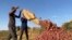 FILE: Sudanese men harvest onions in the region of Jazira, south of Khartoum, on May 11, 2023. As fighting in Khartoum shows no signs of abating, and the routes to ports risky, exporters have been left at a loss with no prospect of making it up for now.