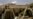 Gunmen kill 3 Western tourists, translator in central Afghanistan