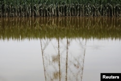 资料照：河北涿州被洪水淹没的庄稼地。（2023年8月3日）