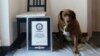 Guinness World Records Annuls 'Oldest Dog Ever' Title for Dead Portuguese Canine