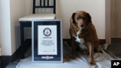 FILE - This 2023 image provided by Guinness World Records shows Bobi in Conqueiros, Portugal. Guinness World Records says the world’s oldest dog recently celebrated his 31st birthday. 