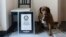 FILE - This 2023 image provided by Guinness World Records shows Bobi in Conqueiros, Portugal. Guinness World Records says the world’s oldest dog recently celebrated his 31st birthday. 
