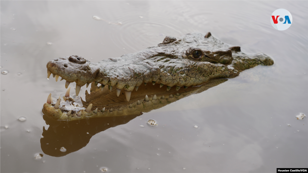 En promedio, los cocodrilos tienen&nbsp;entre 84 y 70 dientes. Una de las principales características de sus piezas dentales es que son muy afiladas.