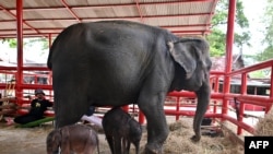 Des jumeaux éléphants nouveau-nés se tiennent à côté de leur mère au palais des éléphants, Thaïlande le 10 juin 2024.