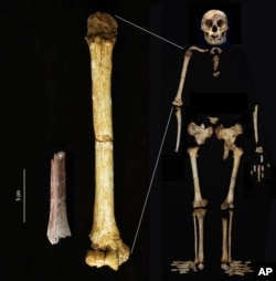 This image provided by Yousuke Kaifu shows an excavated arm bone fragment, left, next to the upper arm bone of an original “hobbit” that lived on the Indonesia island of Flores. New research suggests ancestors of the “hobbits” were even shorter.