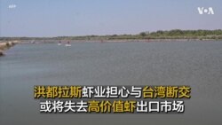 洪都拉斯虾业担心与台湾断交或将失去高价值虾出口市场