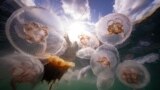 Moon Jellyfish (with rings) and Sting Jellyfish (yellow-orange inside) are seen among a smack of a several thousand swimming off Seglvik, in northern Norway, Sept. 11, 2023. 