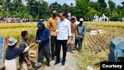 Presiden Jokowi meninjau musim panen raya padi di Kebumen, Jawa Tengah, Kamis (9/3). (Biro Setpres)