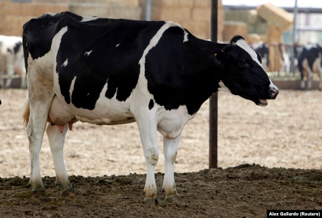 FILE - A dairy cow calls out in Chino, California April 25, 2012. (REUTERS/Alex Gallardo/File Photo)