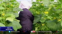 Shqipëri, gratë në bujqësi rrugëtim mes vështirësive