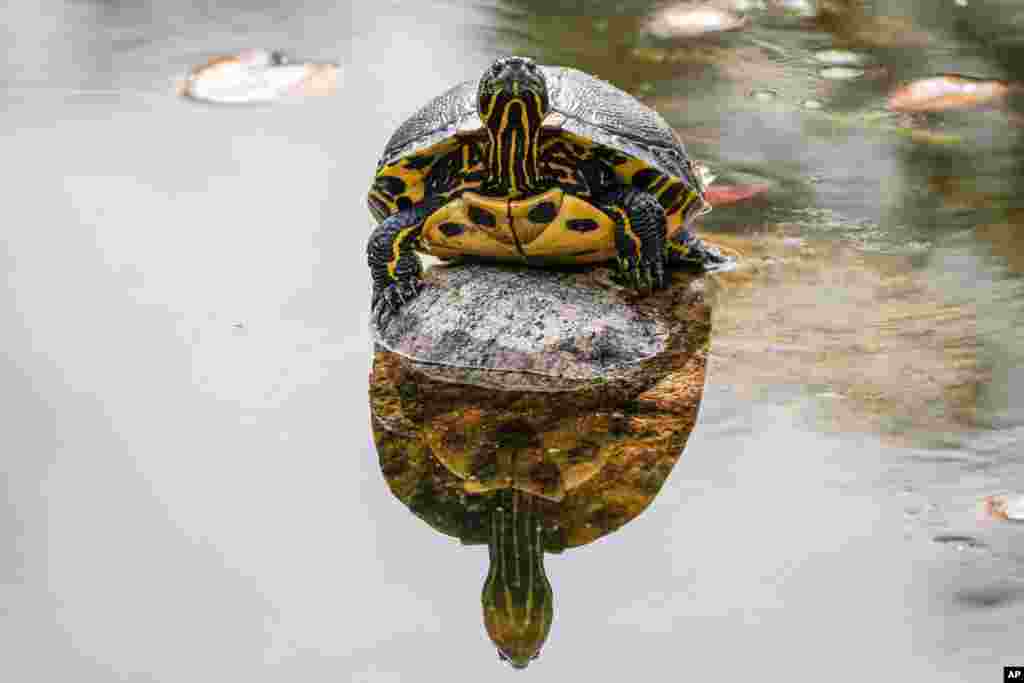 A turtle sits on a stone on a sunny afternoon at a lake in a public park in Essen, Germany.