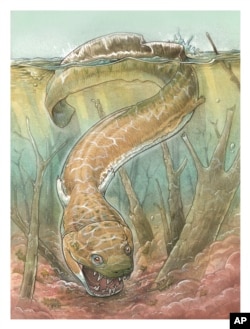 Para peneliti menemukan predator raksasa mirip salamander yang hidup sekitar 280 juta tahun lalu, menggunakan fosil yang ditemukan dari Namibia. 