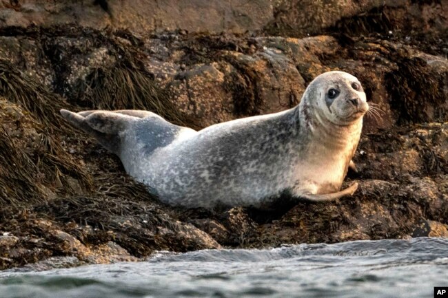 A young harbor seal rests on a small island in Casco Bay, off Portland, Maine, in this Sept. 16, 2020 file photo. (AP Photo/Robert F. Bukaty, files)