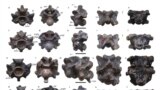 This image shows views of some of the vertebrae of Vasuki indicus, a newly discovered extinct snake from about 47 million years ago. (Sunil Bajpai, Debajit Datta, Poonam Verma via AP)