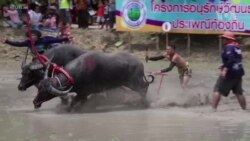 پێشبڕکێی ساڵانەی گامێشەکان لە تایلەند