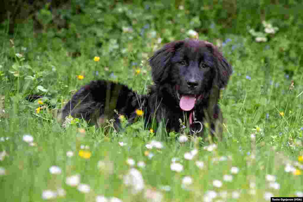 Exhibition of Macedonian shepherds dog Karaman (Изложба на македонско автохтоно овчарско куче караман)