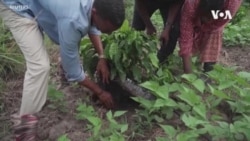 How Ugandan Coffee Farmers Defy Climate Change