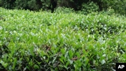 This image provided by the Missouri Botanical Garden shows a hedge of Camellia sinensis plants. The plant's leaves are used to make white, green, black and oolong teas. (Missouri Botanical Garden via AP)