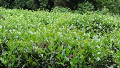 Grow Your Own Tea Plants Year-round