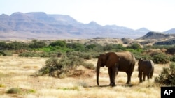 FILE - Elephants roam in a conservancy in Namibia, June 17, 2014. 