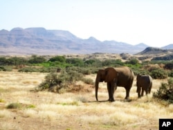 Gajah berkeliaran di Cagar Alam Torra di Namibia. (Foto: AP)