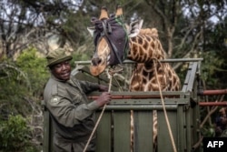 FILE - A member of the Kenya Wildlife Service pulls a rope as others try to control the movement of a giraffe that has been blindfolded and placed in a trailer during a translocation exercise for wild giraffes in a farm near Eldoret, on June 24, 2024.