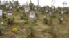 En un páramo en Colombia, las cenizas de víctimas de COVID dan vida a nuevos árboles
