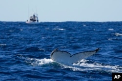 A humpback whale dives off the coast of Port Stephens, Australia, on June 14, 2021. (AP Photo/Mark Baker, File)