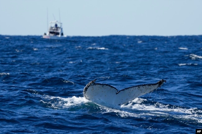 A humpback whale dives off the coast of Port Stephens, Australia, on June 14, 2021. (AP Photo/Mark Baker, File)