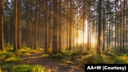 FILE - Forest in spring. (Adobe stock photo by AA+W)