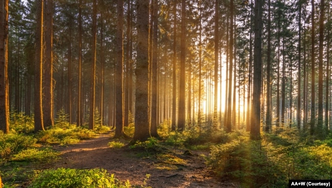 FILE - Forest in spring. (Adobe stock photo by AA+W)