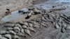 Hippos are stuck in a dried up channel near the Nxaraga village in the Okavango Delta on the outskirts of Maun, Botswana, April 25, 2024.