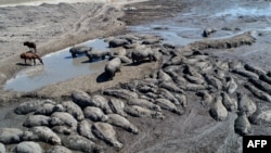 FILE - This aerial view shows hippos stuck in a dried up channel near the Nxaraga village in the Botswana's Okavango Delta on the outskirts of Maun on April 25, 2024. 