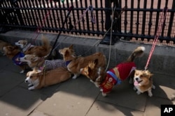 Ruffus a Cardiganshire Corgi, second right, takes part in a parade of corgi dogs outside Buckingham Palace in memory of the late Queen Elizabeth II, in London, Sept. 3, 2023.