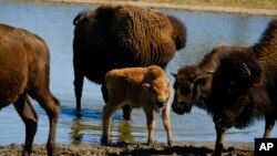 FILE - A bison calf stands in a pond with its herd at Bull Hollow, Okla., on Sept. 27, 2022.