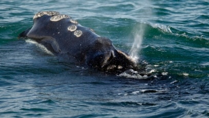 Groups Demand Urgent Rules to Protect Whales from Ships