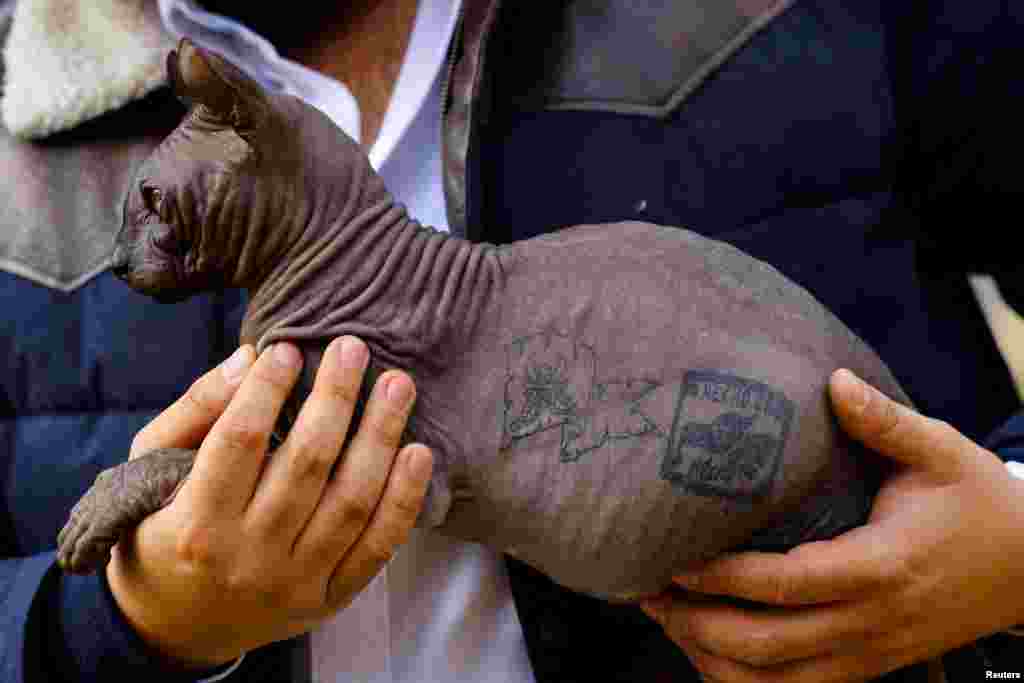 Veterinarian Dr. Diego Poggio shows a Sphynx cat with a tattoo that says "Made in Mexico" after it was rescued by police officers from the Cereso 3 prison, in Ciudad Juarez, Mexico, Feb. 21, 2023.
