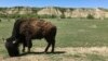US National Park to Reduce Bison Herd, Sending Animals to Native American Tribes 