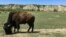 FILE - A bison grazes in Theodore Roosevelt National Park in North Dakota, May 24, 2017. U.S. national park officials plan to reduce the bison herd from 700 to 400 at the park starting Oct. 14, 2023. The animals will be rehomed and come under tribal management. 